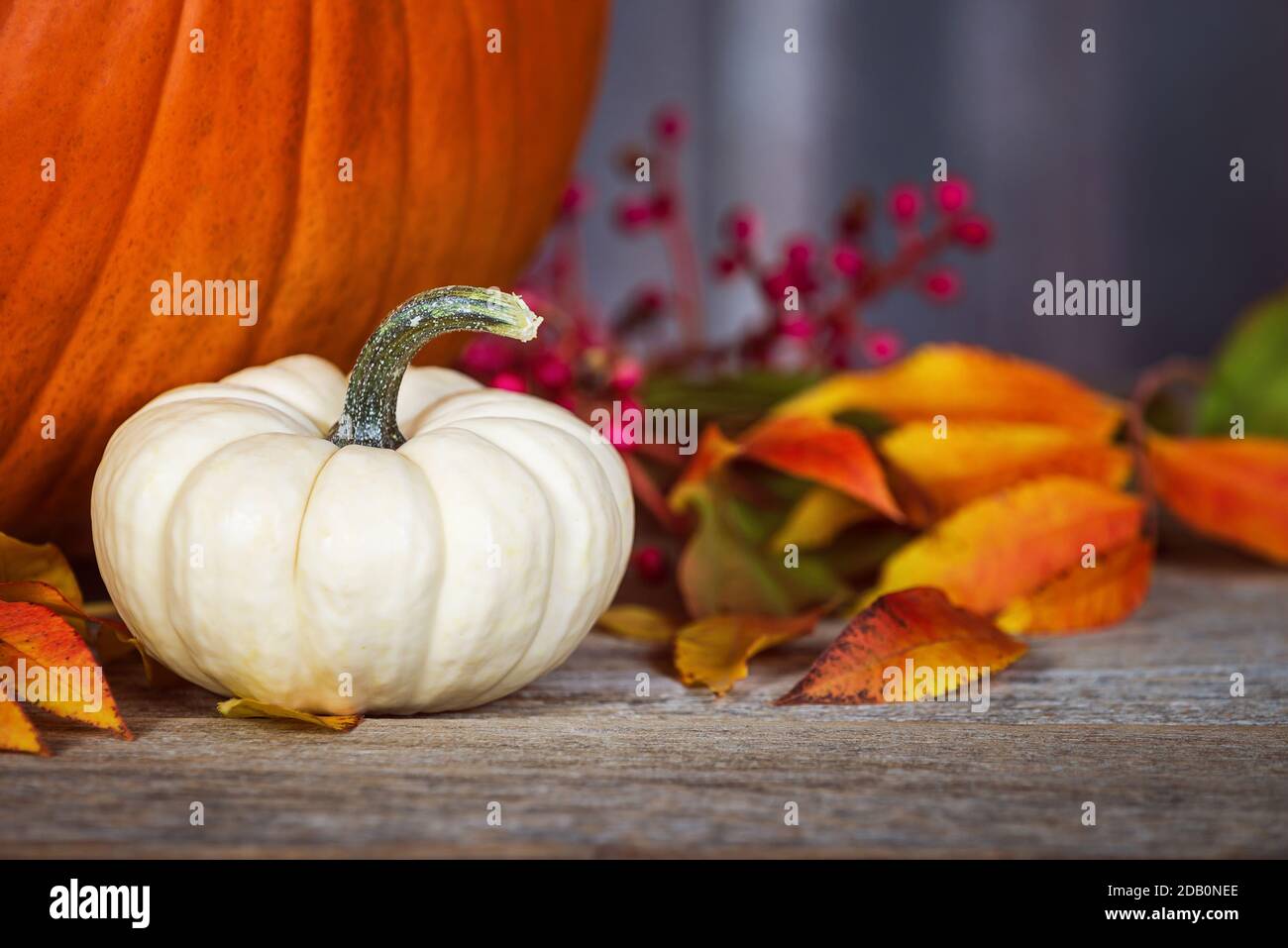 White Mini pumpkin on rustic wooden table. Displayed with colorful autumn leaves and berries. A pumpkin in the background. Stock Photo