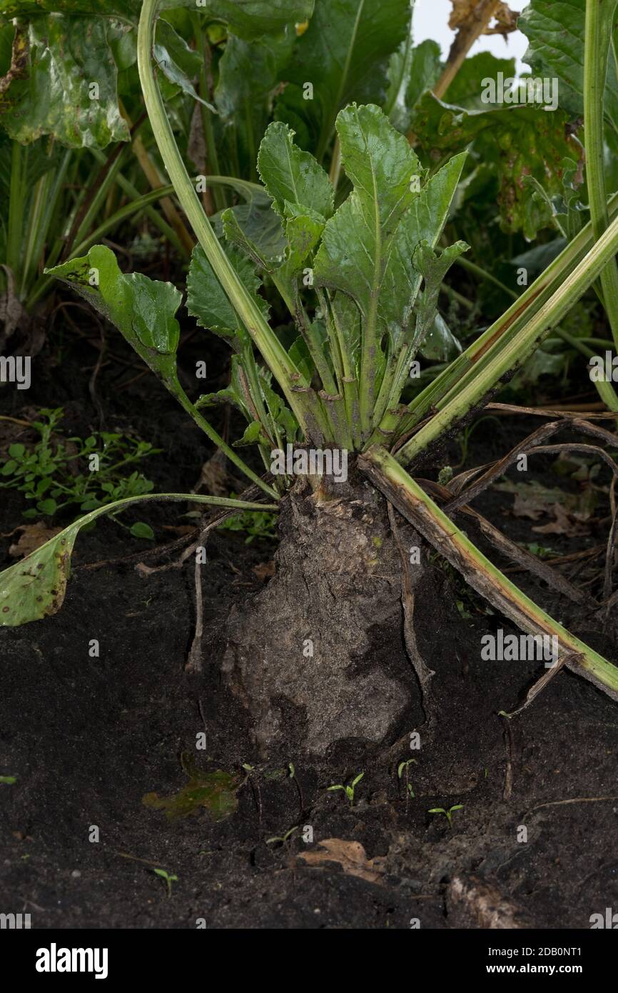 Sugarbeet on a field, gnawed by mice or rabbits Stock Photo