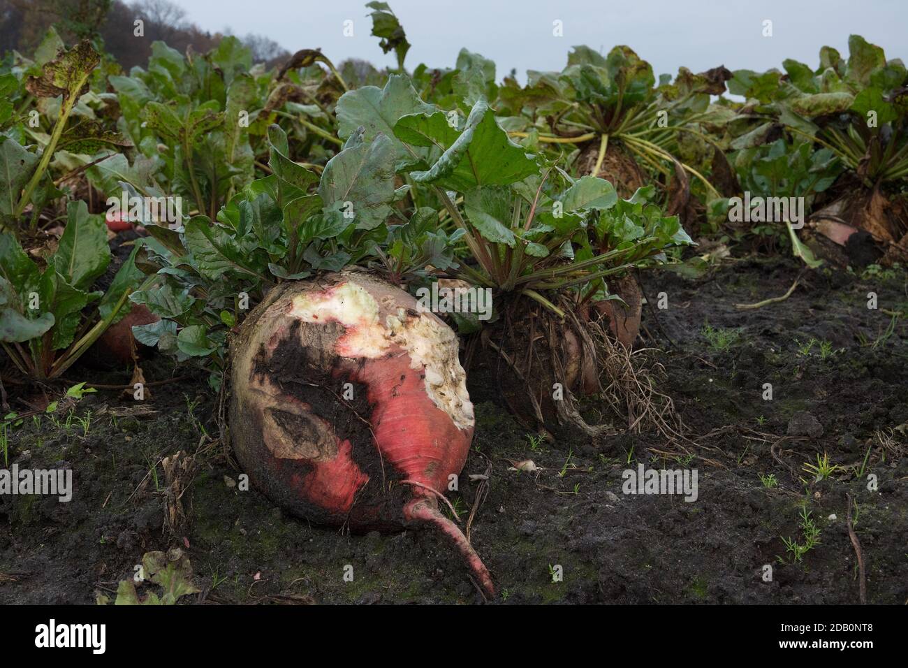 Fodder beet on a field, gnawed by mice or rabbits Stock Photo