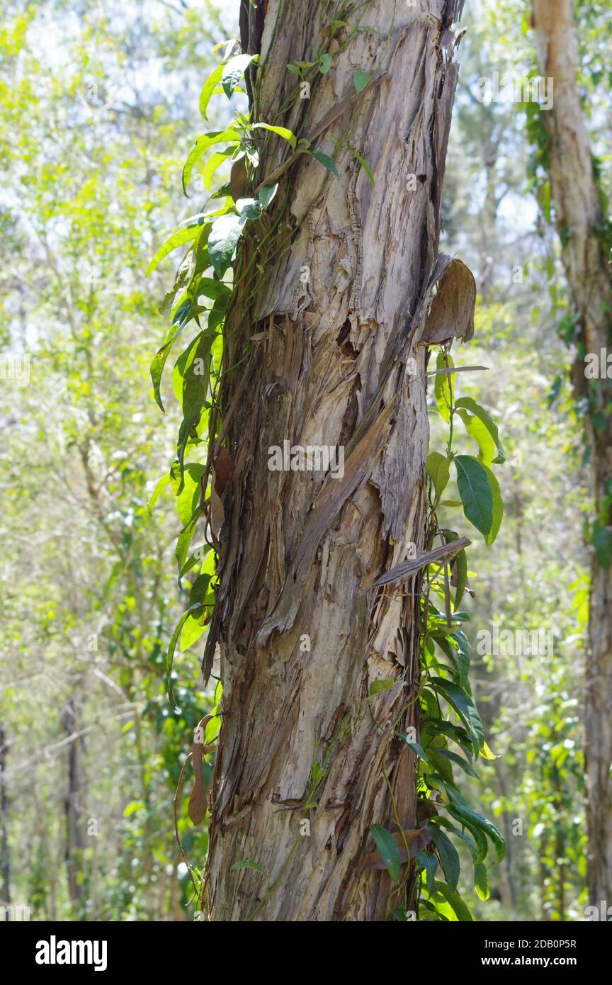 Melaleuca trunk with climbing vine at Boondall Wetlands Australia Stock Photo