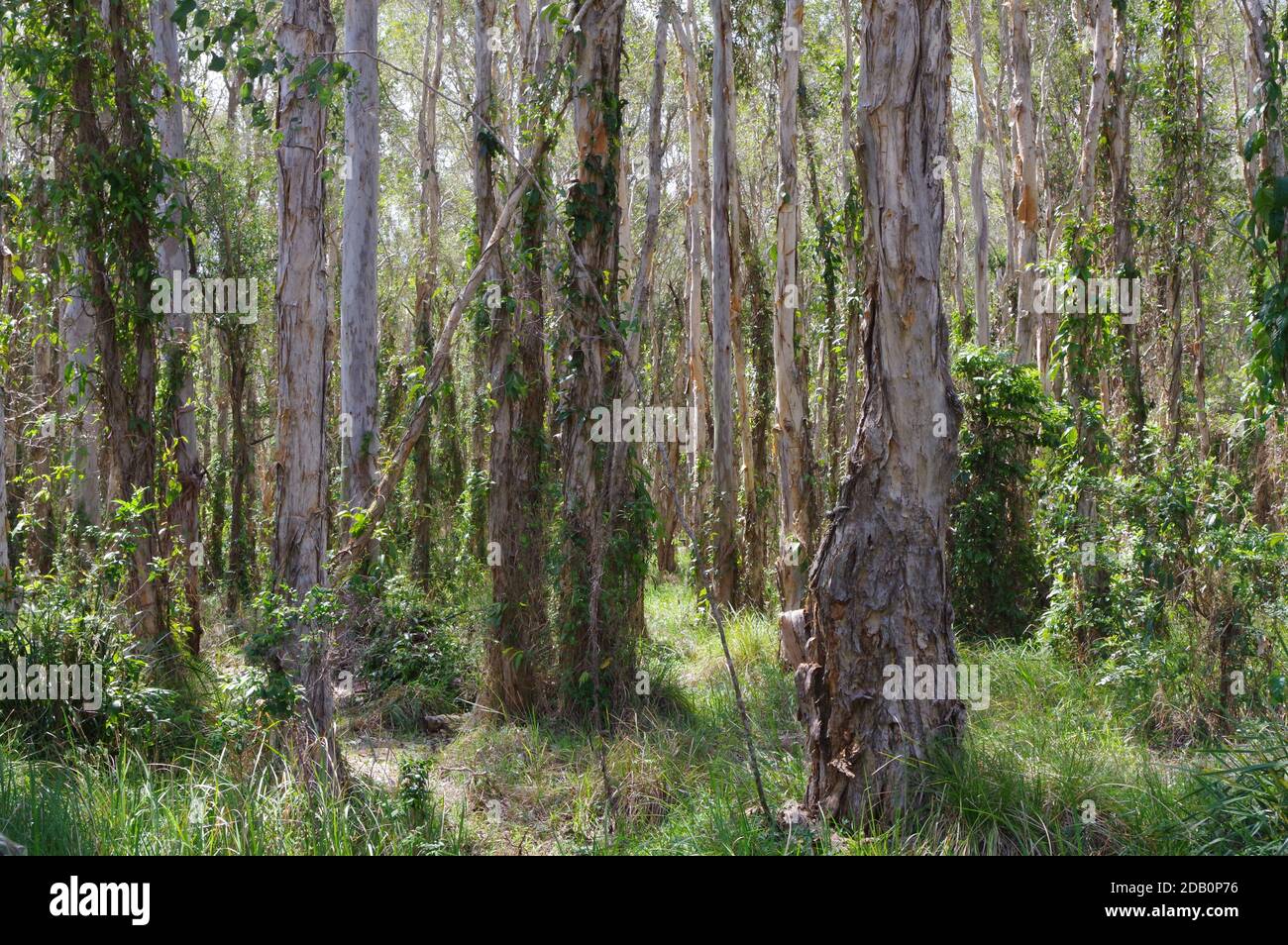 Melaleuca trees at Boondall Wetlands Queensland Australia Stock Photo