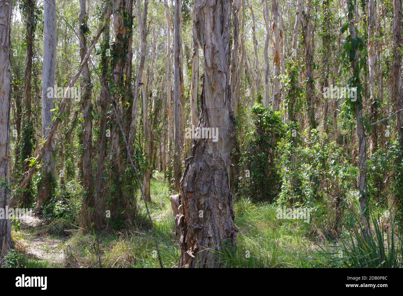 Melaleuca trees at Boondall Wetlands Queensland Australia Stock Photo