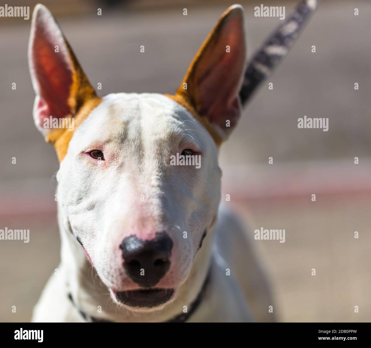 Selective focus shot of a cute bull terrier dog Stock Photo