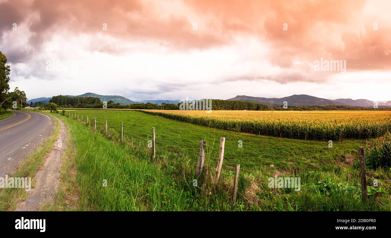 Beautiful shot tree cloudy sky hi-res stock photography and images - Alamy