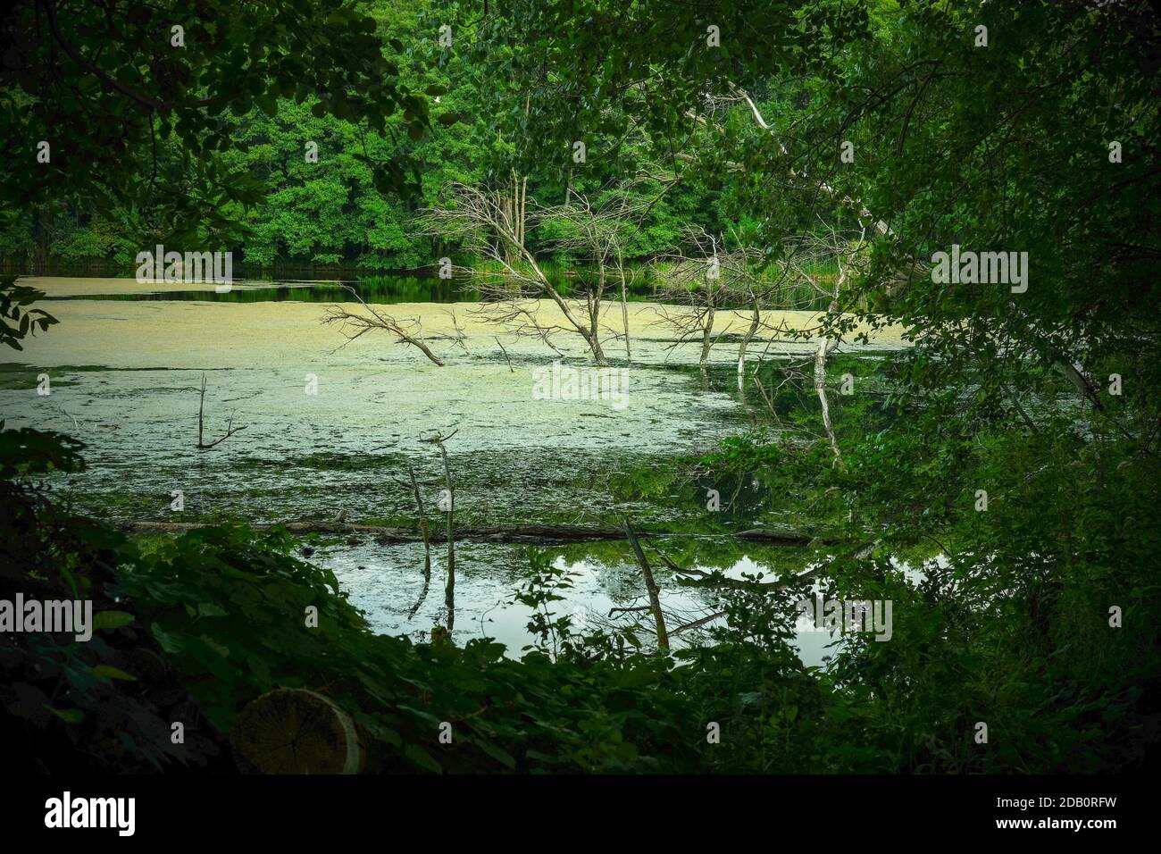 download reflections rfw files download reflections rfw files