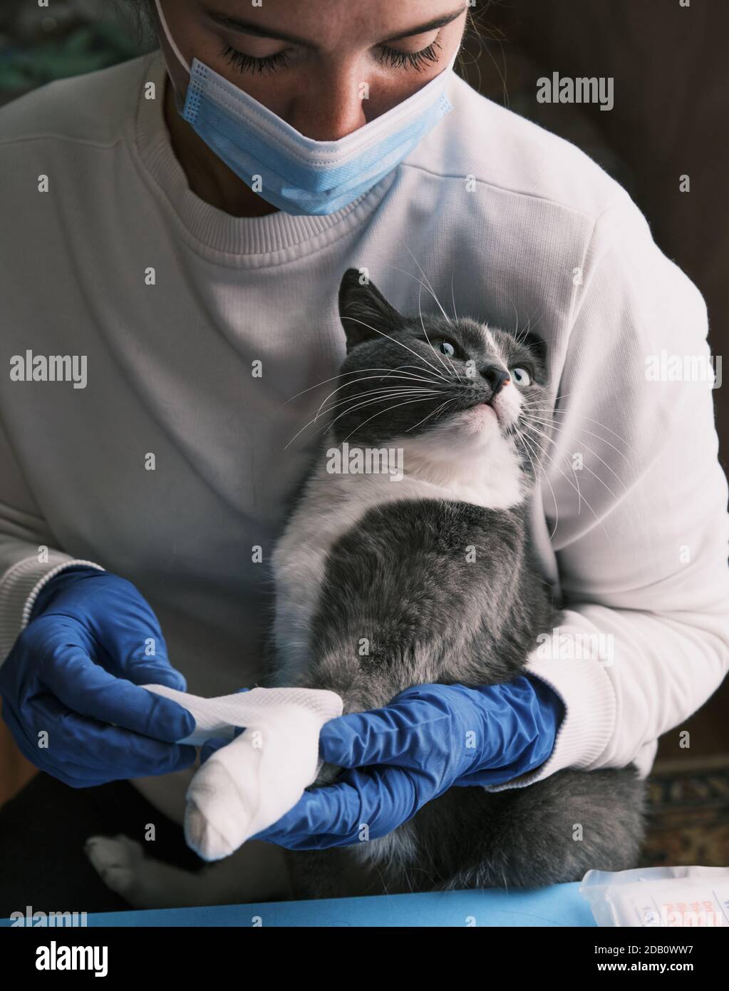 Female Veterinarian examining a cat in gloves. Applying bandage for paw