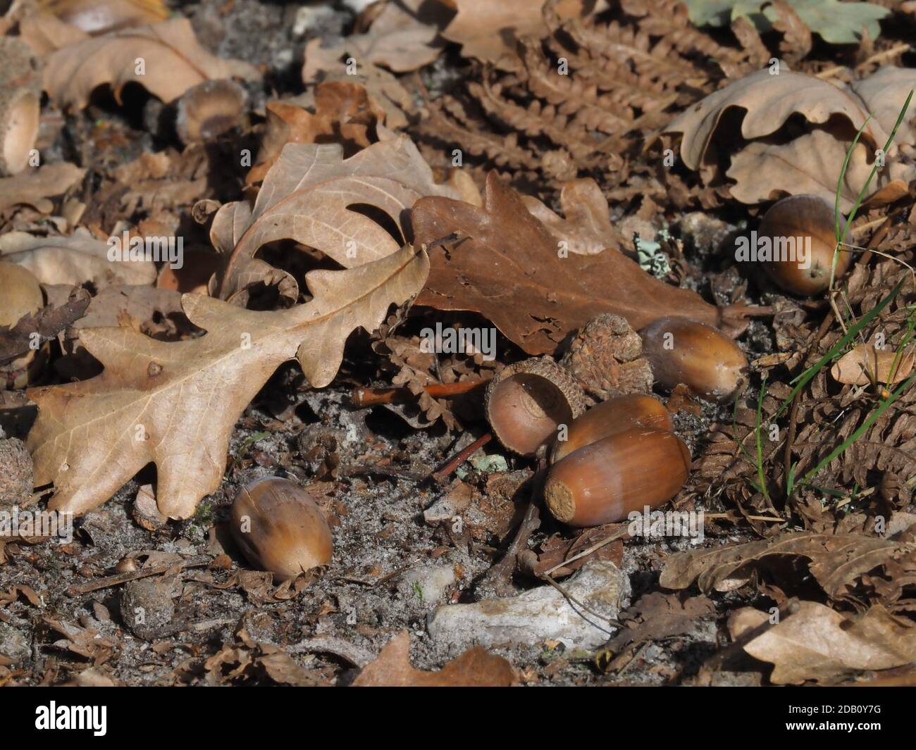 Woodland floor acorns hi-res stock photography and images - Alamy