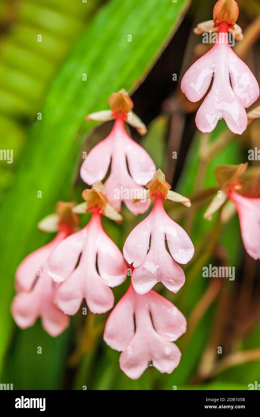 Blooming Habenaria rhodocheila Hance pink flowers with rain drops, art shape pink petal are in bloom. Phu Chong Nayoi Nationalpark, Thailand. Stock Photo