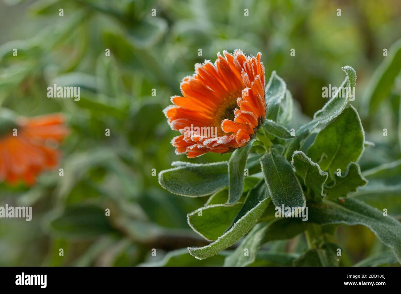 Frozen flower on green grass background. Flowers background Stock Photo