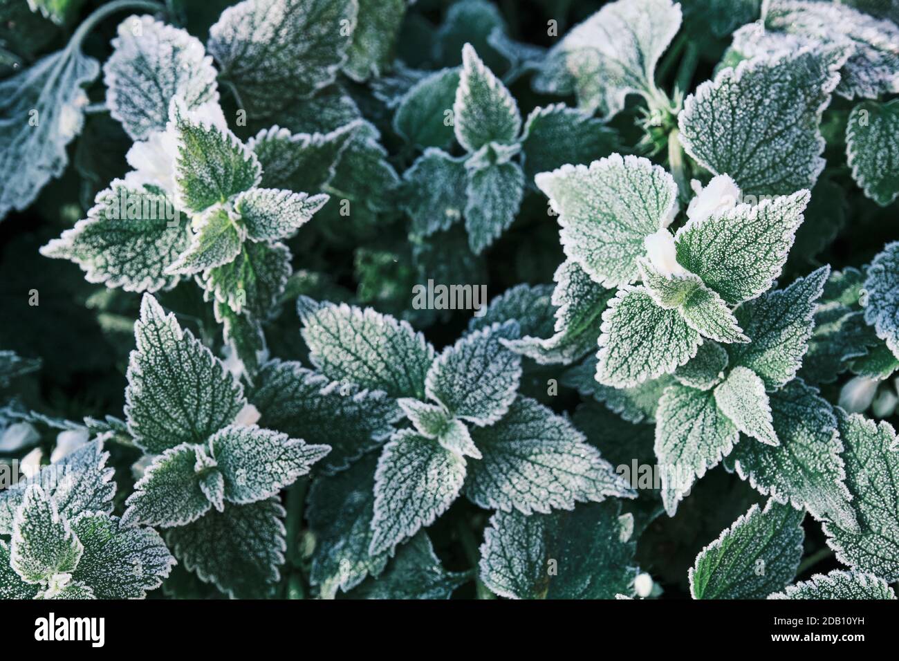 Photo of nettle mint leaves covered with frost. Close up partial focus Stock Photo