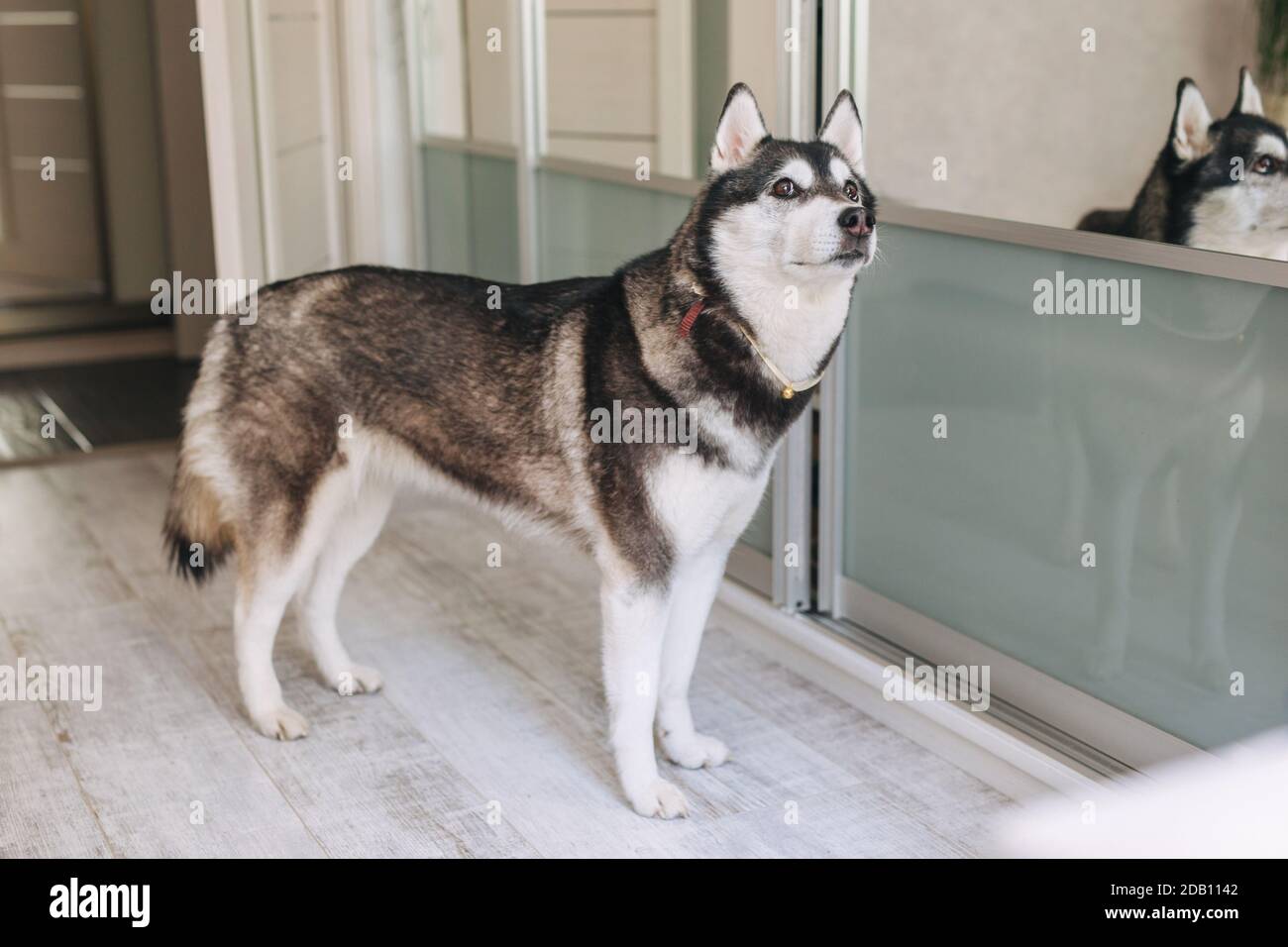 Cute big dog husky standing in living room inddor Stock Photo