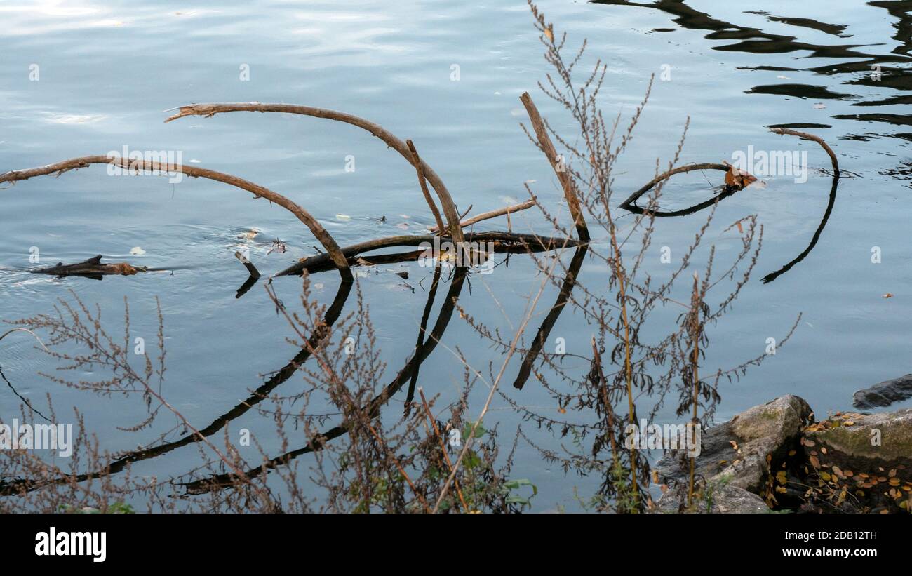 Driftwood with reflection like an animal Stock Photo