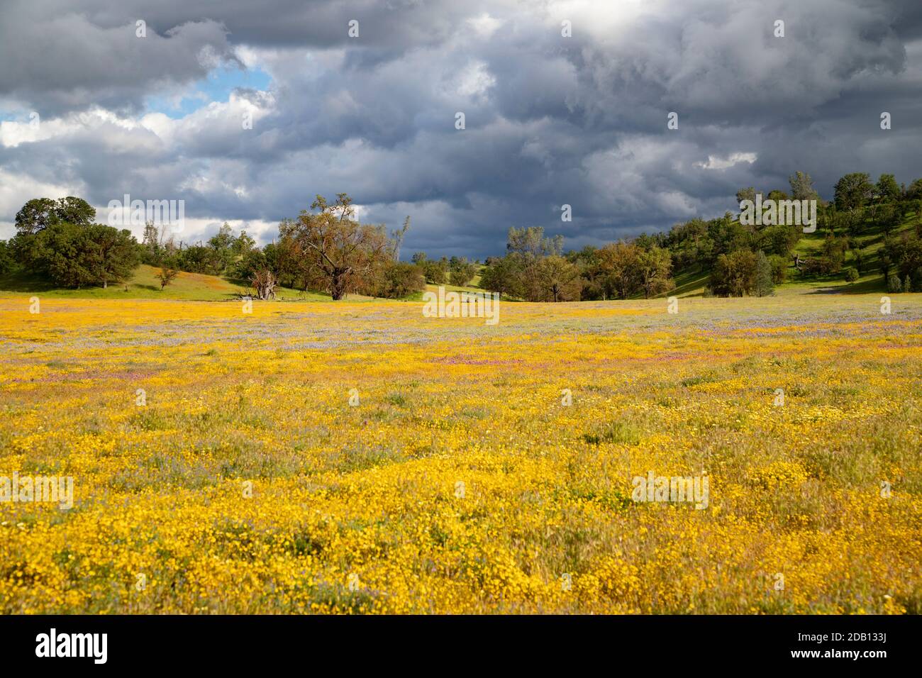 Striking meadown of colorful gold, yellow, and lavender wildflowers with woodlands behind and stormy skies above Stock Photo