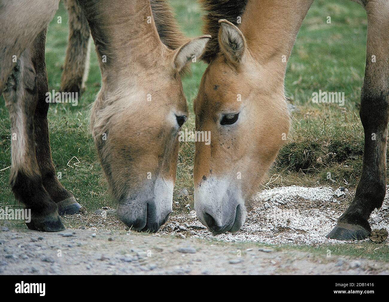 Soil salts hires stock photography and images Alamy