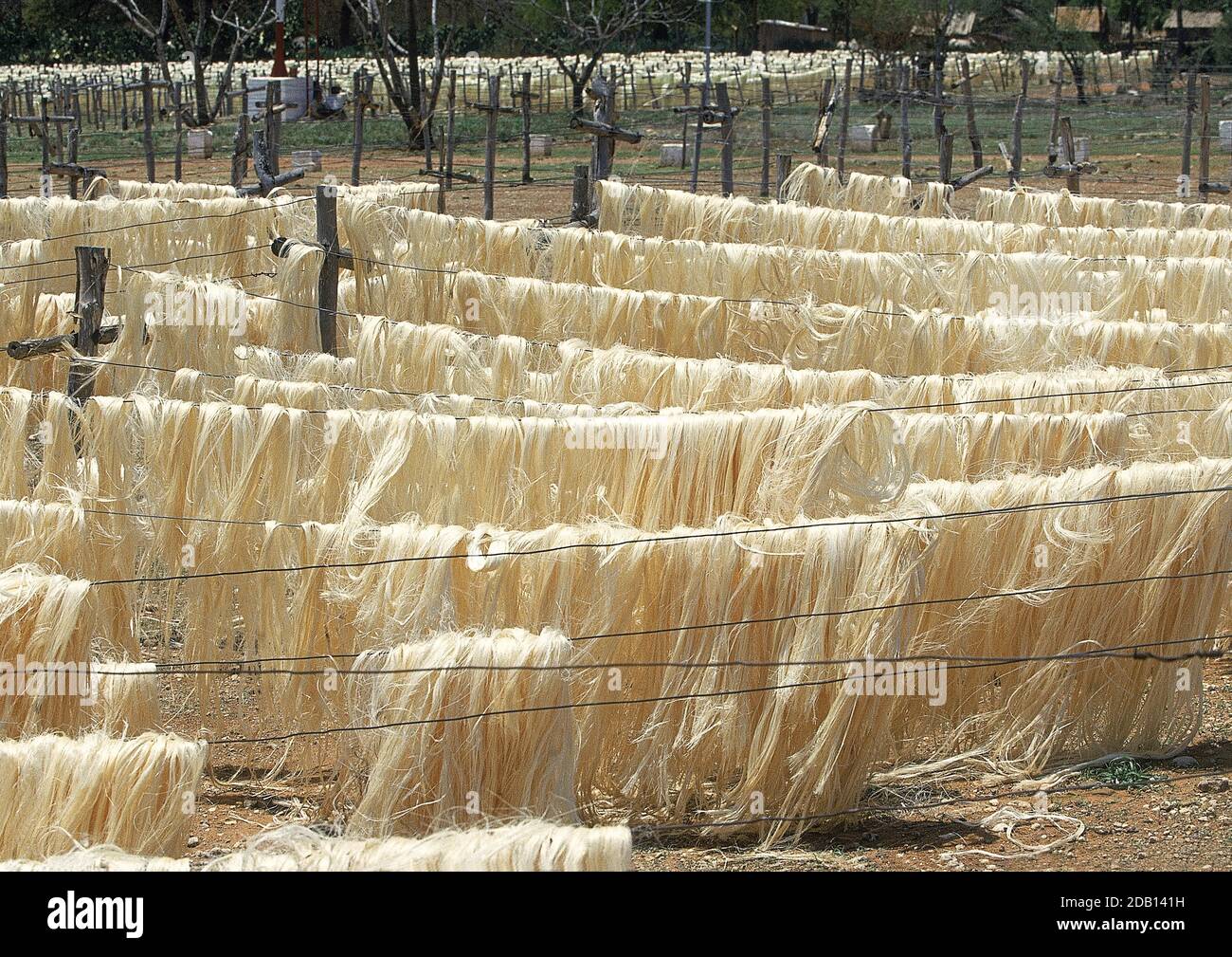 SISAL FACTORY, FIBERS OF PLANT ARE DECORTICATED, WASHED AND DRIED IN