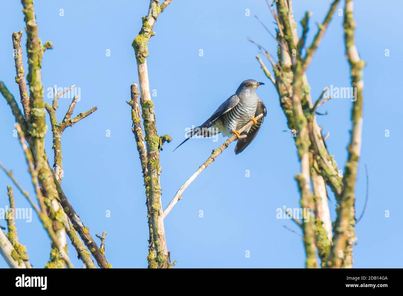 Common cuckoo, Cuculus canorus, resting and singing in a tree. It is a brood parasite, which means it lays eggs in the nests of other bird species Stock Photo