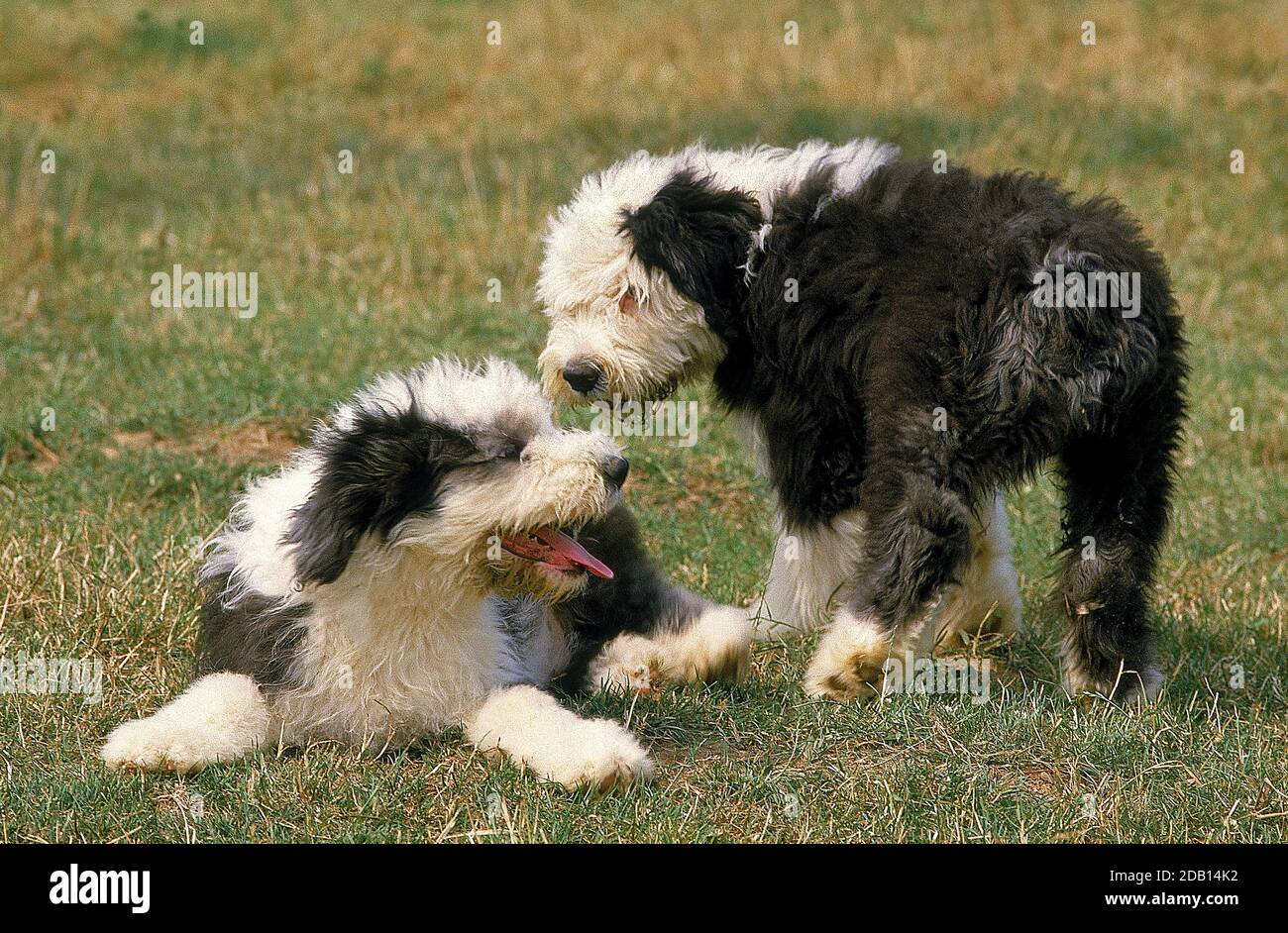 Bobtail Dog Lying Comfortably On The Grass Stock Photo - Download Image Now  - Old English Sheepdog, Dog, Animal - iStock