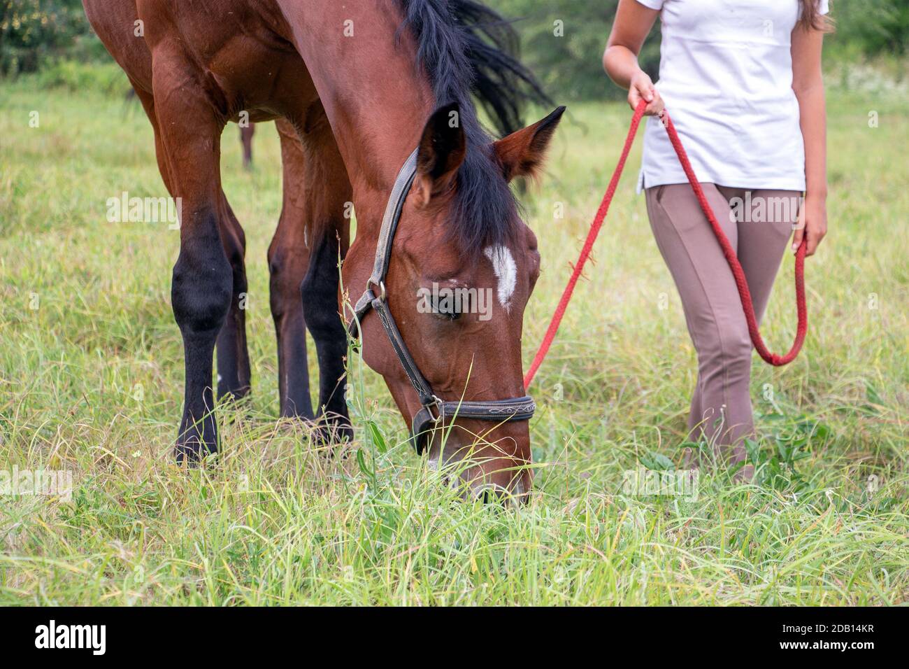 A girl walks with a horse in a meadow with green grass Stock Photo Alamy