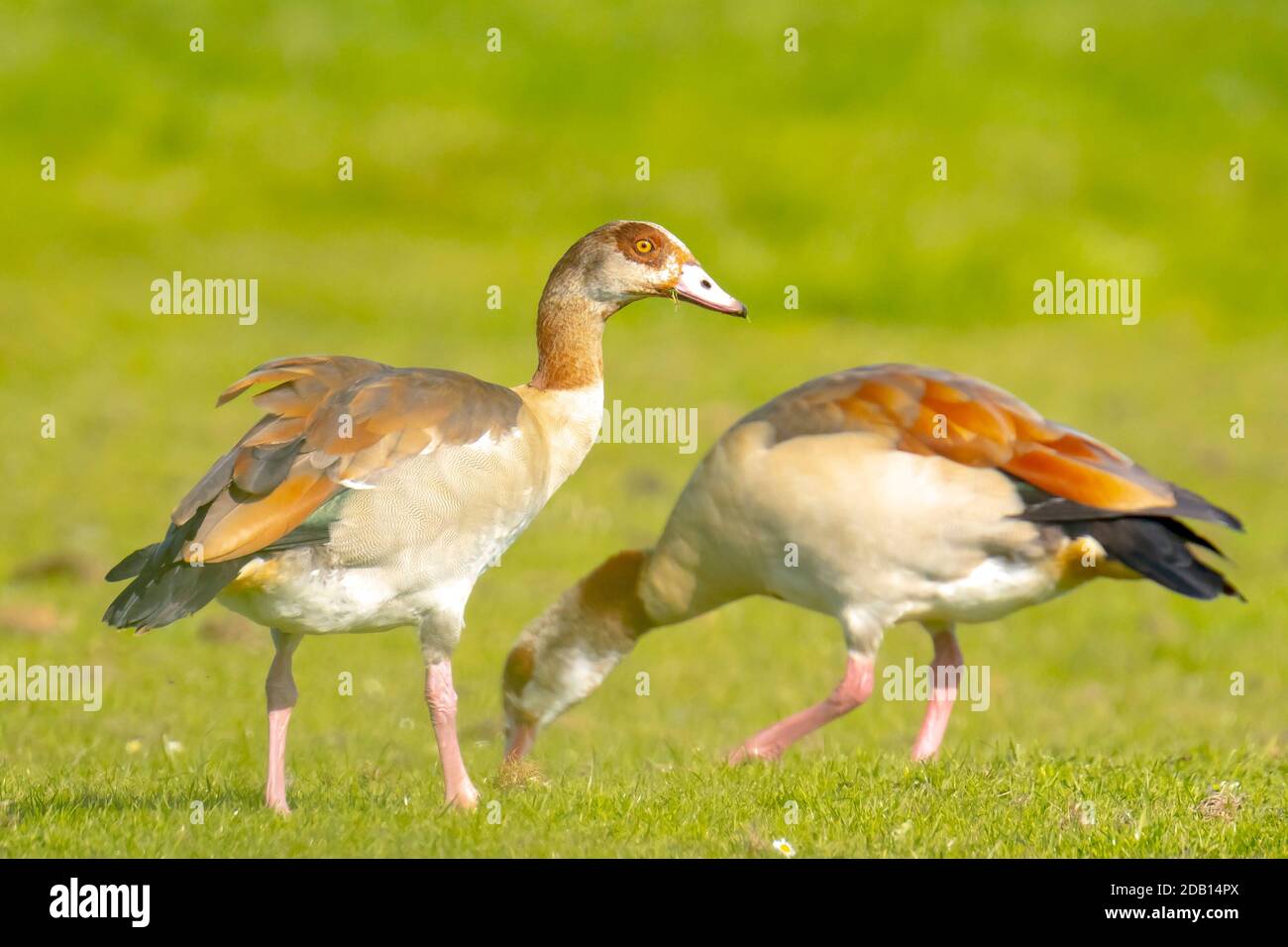 Egyptian geese, Alopochen aegyptiacus, on a meadow. They are native to Africa south of the Sahara and the Nile Valley Stock Photo