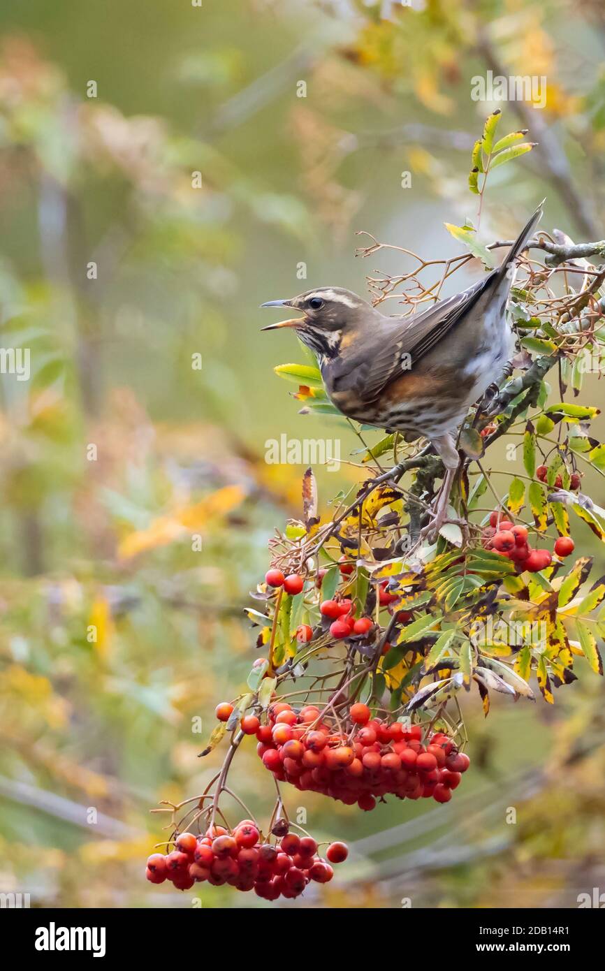 A redwing bird, Turdus iliacu, eating berries from a bush during Autumn season Stock Photo
