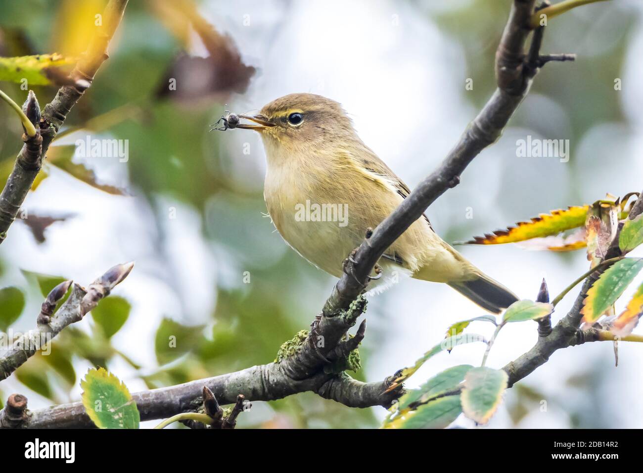 Close-up of a common chiffchaff bird Phylloscopus collybita, caught a insect. Soft backlight on a green vibrant background. Stock Photo