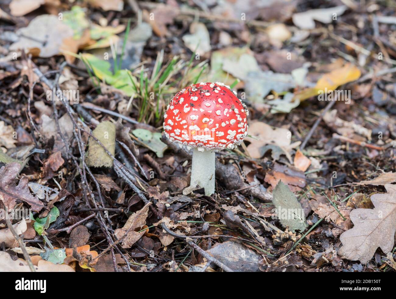 Fly Agaric (Amanita muscaria) - the classic toadstool Stock Photo