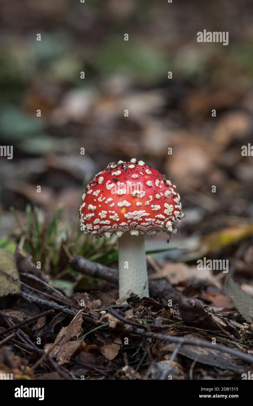 Fly Agaric (Amanita muscaria) - the classic toadstool Stock Photo