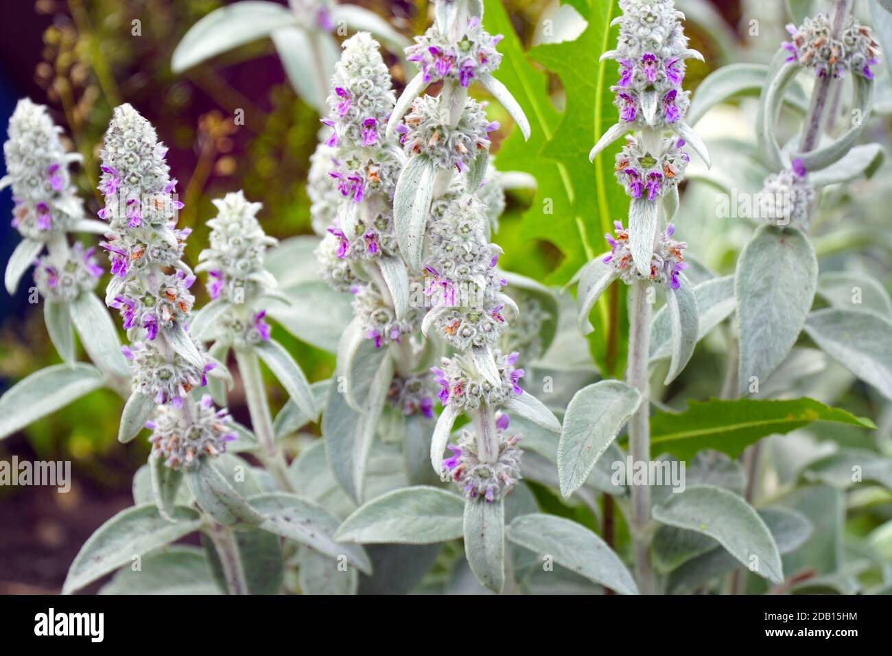 Flowers of plant Herb Lambs ear. Stachys Byzantine or stahis woolly