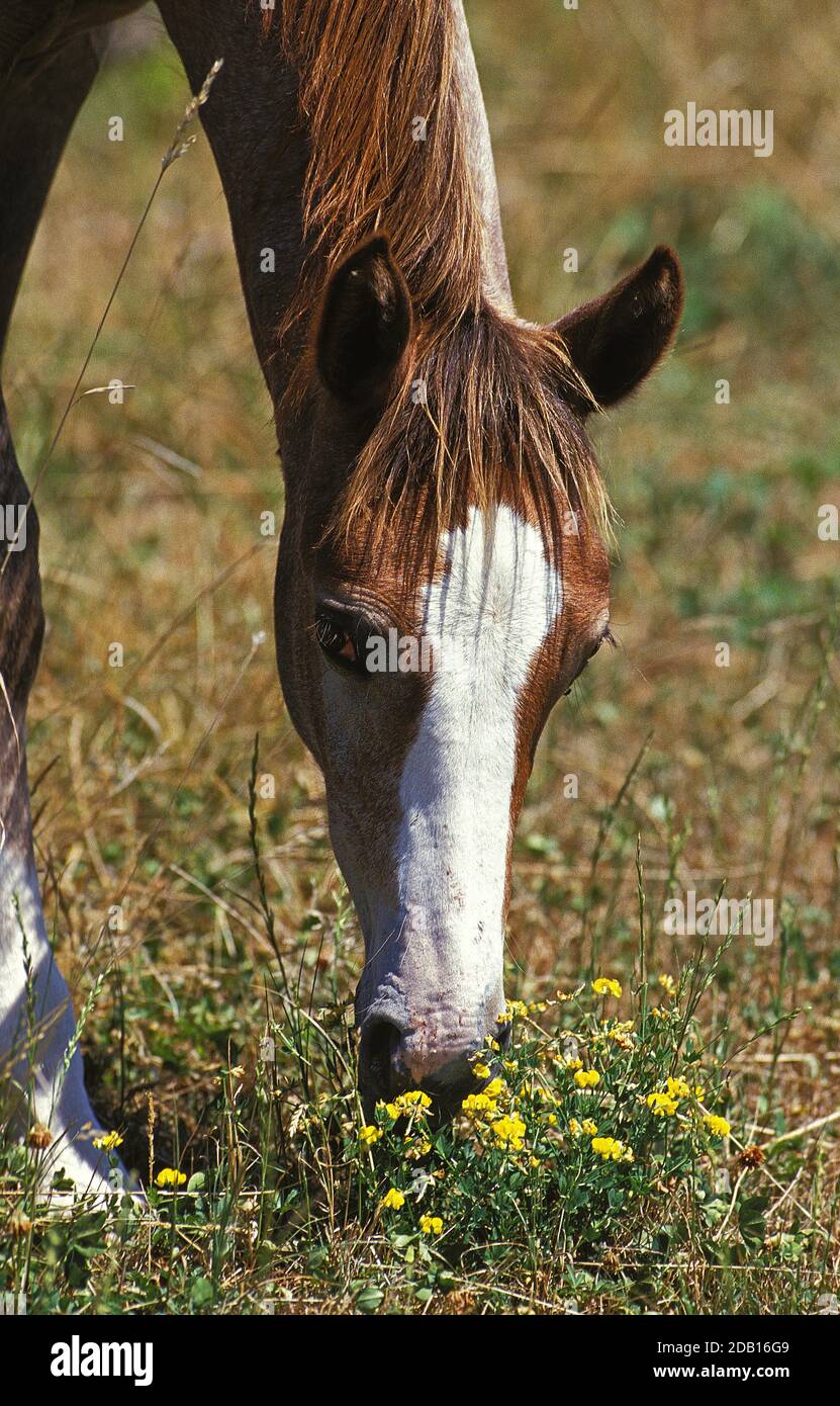 ANGLO ARAB HORSE EATING FLOWERS Stock Photo Alamy
