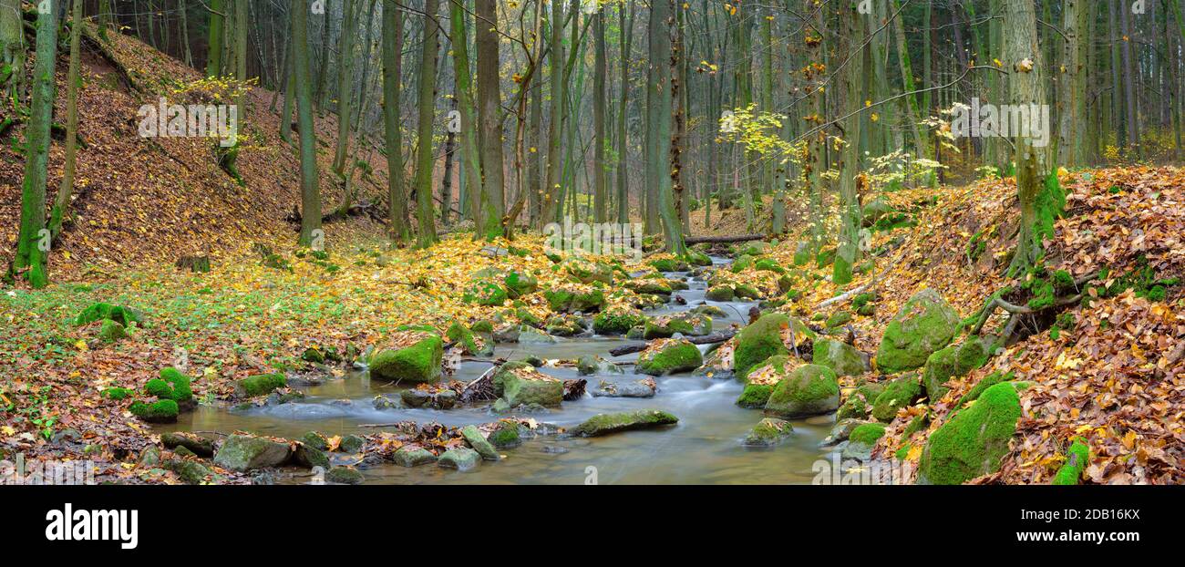 The river Sembera sources near to community of Jevany, Central Bohemia in an altitude of 415 m. Stock Photo