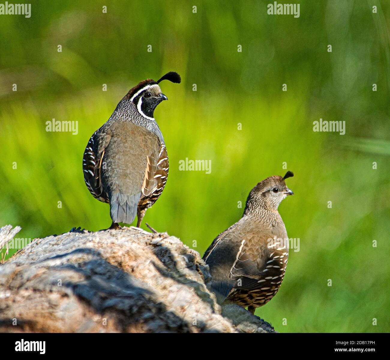 Pair of North American Californian Quail showing the plumage differences between male on the left to the female. Stock Photo