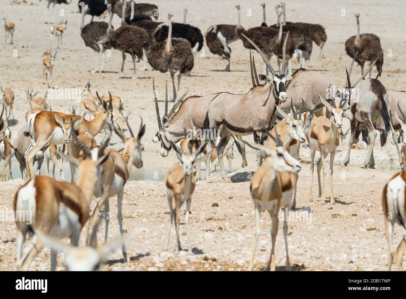 Large group of african animals (ostriches, springbok and gemsbok antelopes) at Etosha National Park, Namibia Stock Photo