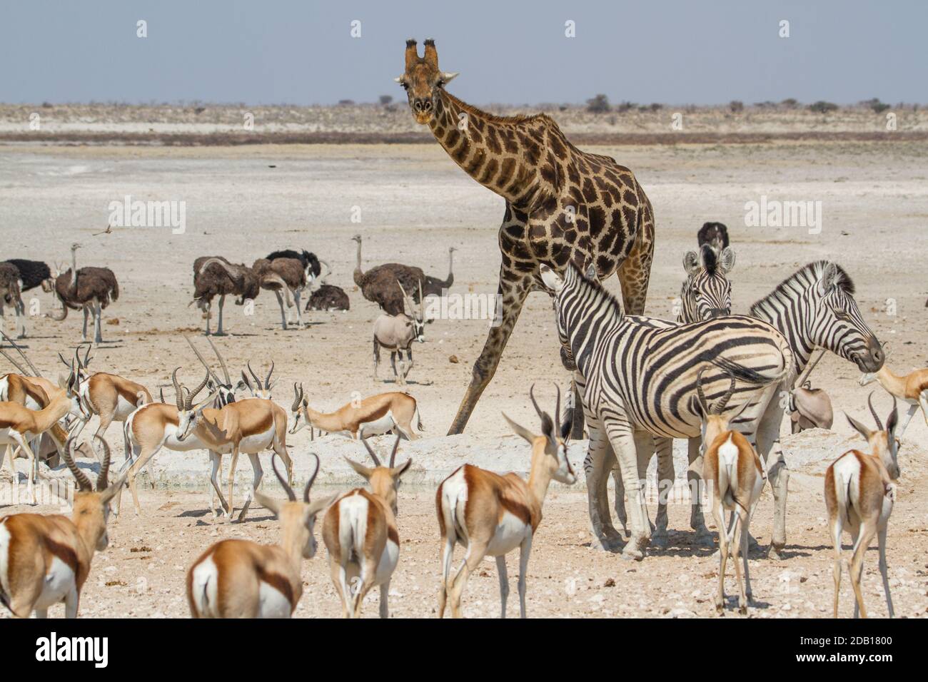 Large group of african animals (giraffe, zebras, ostriches, antelopes) at Etosha National Park, Namibia Stock Photo