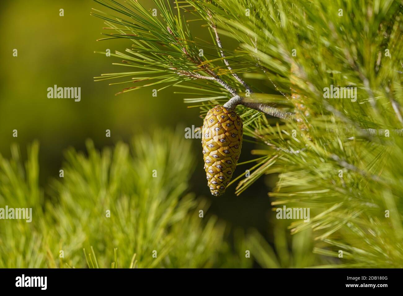 Aleppo pine (Pinus halepensis) branch with cones. Spain. Stock Photo