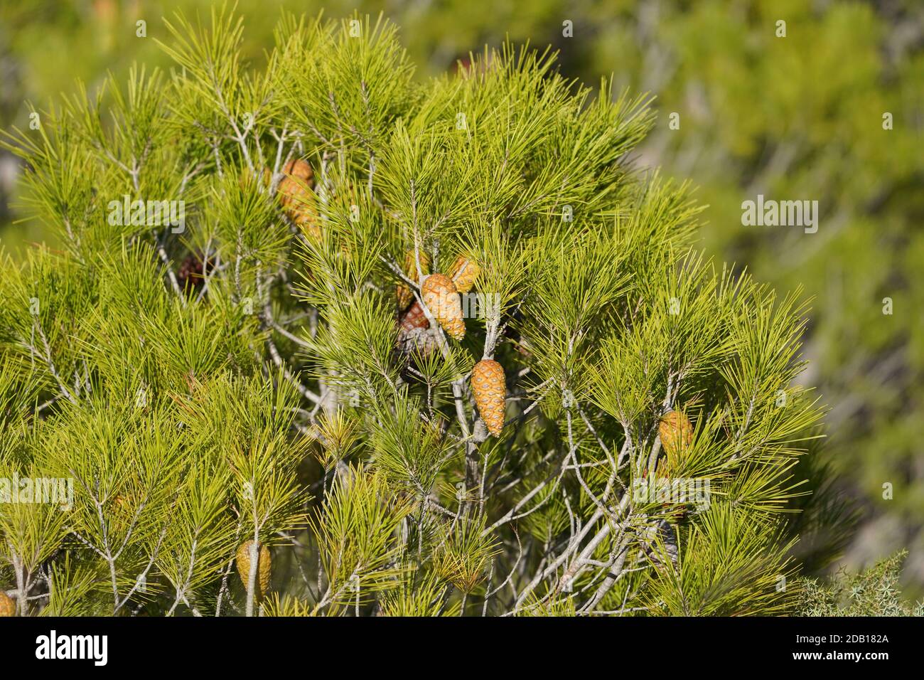 Aleppo pine (Pinus halepensis) branch with cones. Spain. Stock Photo