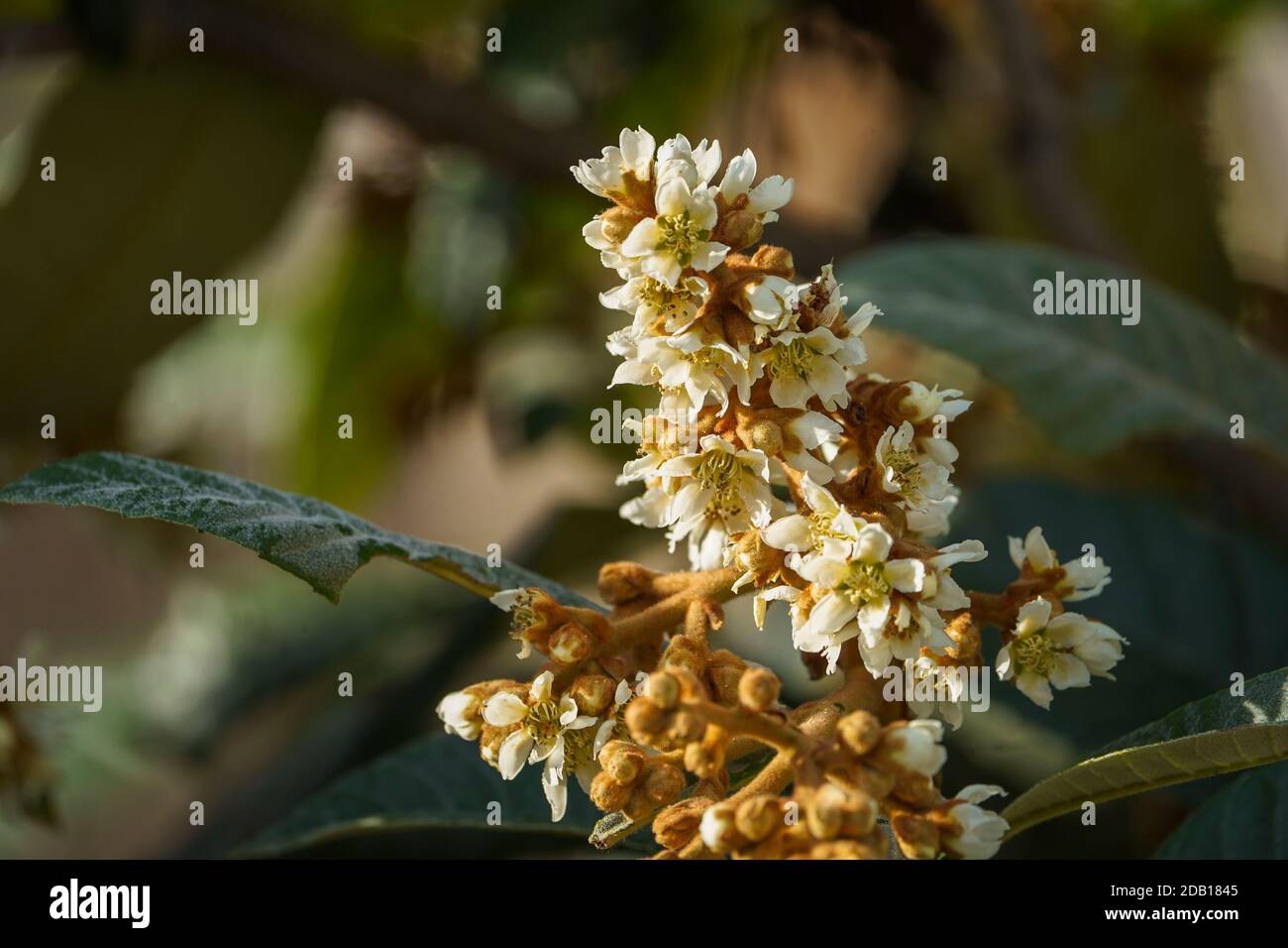 Blossom of Medlar or Nispero tree, loquat, flowers on tree, Spain. Stock Photo