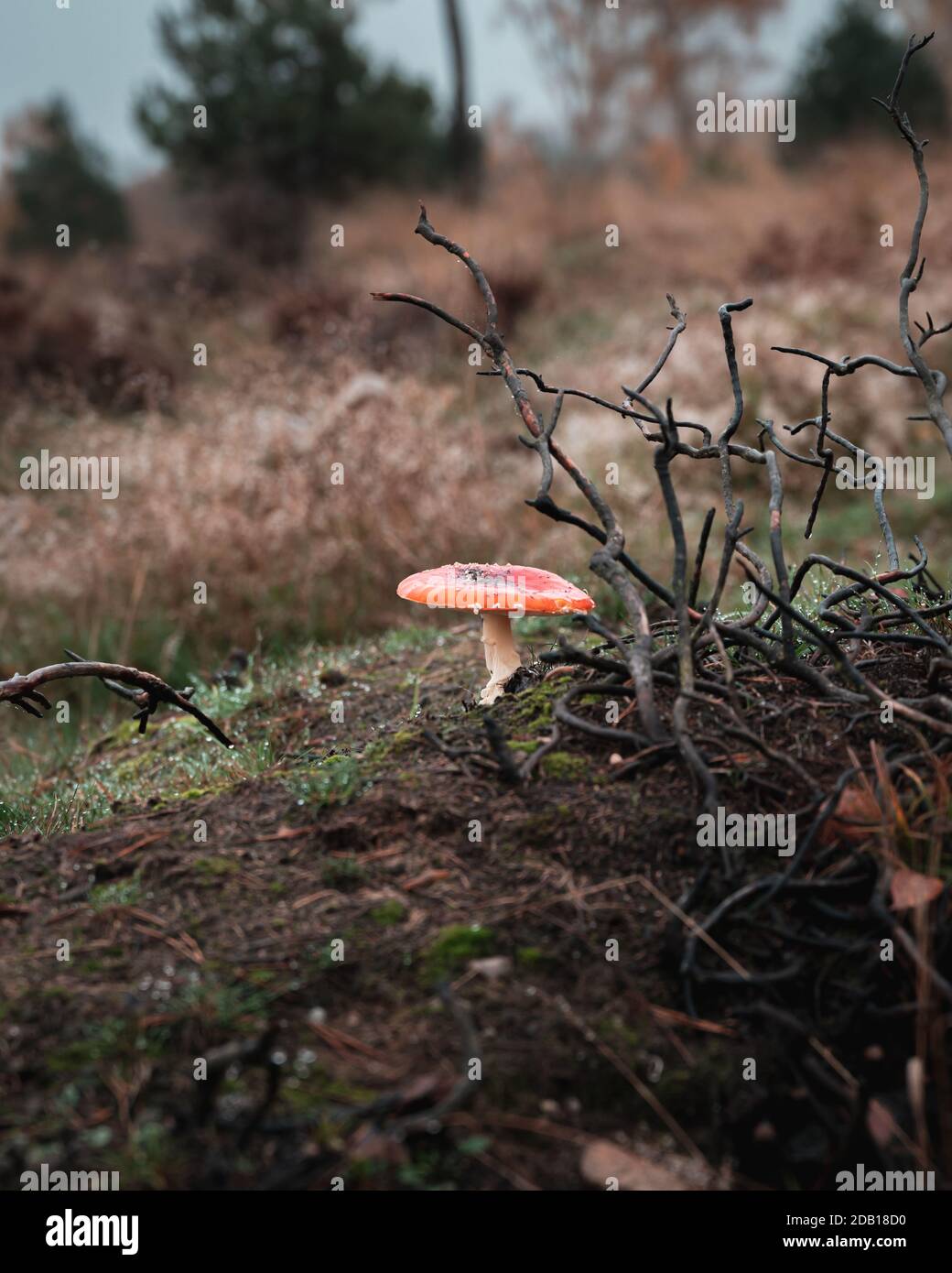 A red fly agaric mushroom grows in a burnt part of the forest in nature  reserve Skrylle in Skåne, Sweden Stock Photo - Alamy