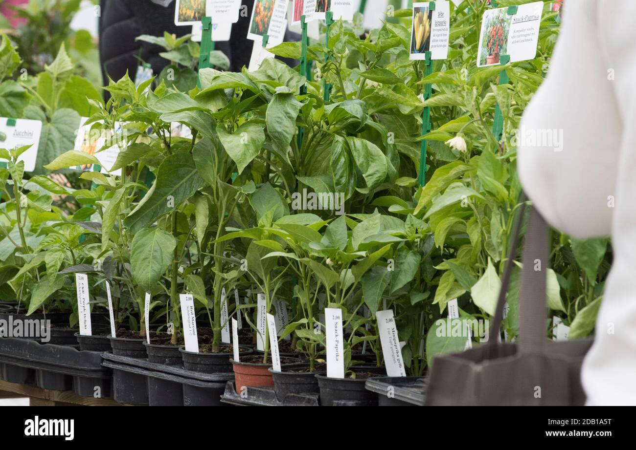 Plant sale at the market stall, farmer selling agricultural plants