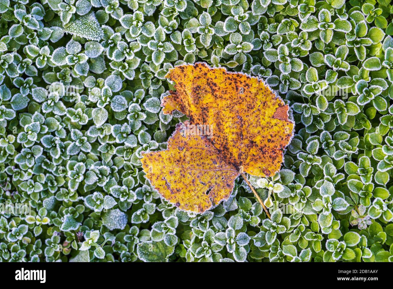 An autumn leaf fallen over the field full of frozen green leaves, macro shoot. Stock Photo