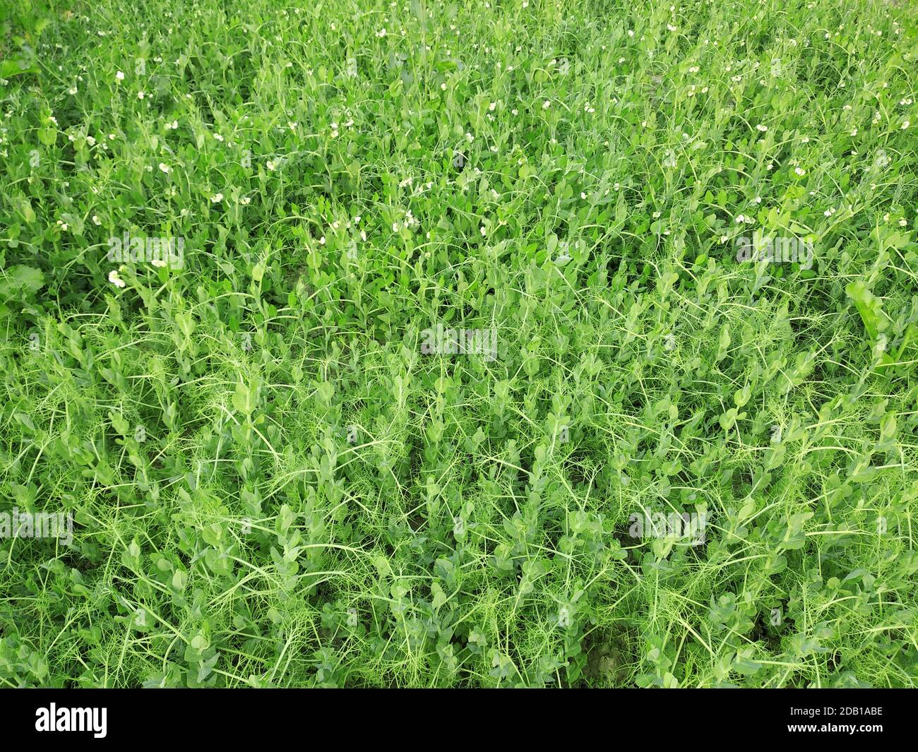 green pea farm plant area Stock Photo
