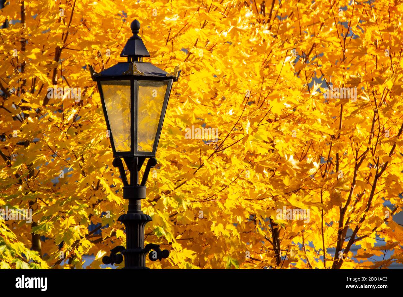 Gas lamps against a background of yellow autumn leaves in the Alexander Garden in St. Petersburg. Stock Photo