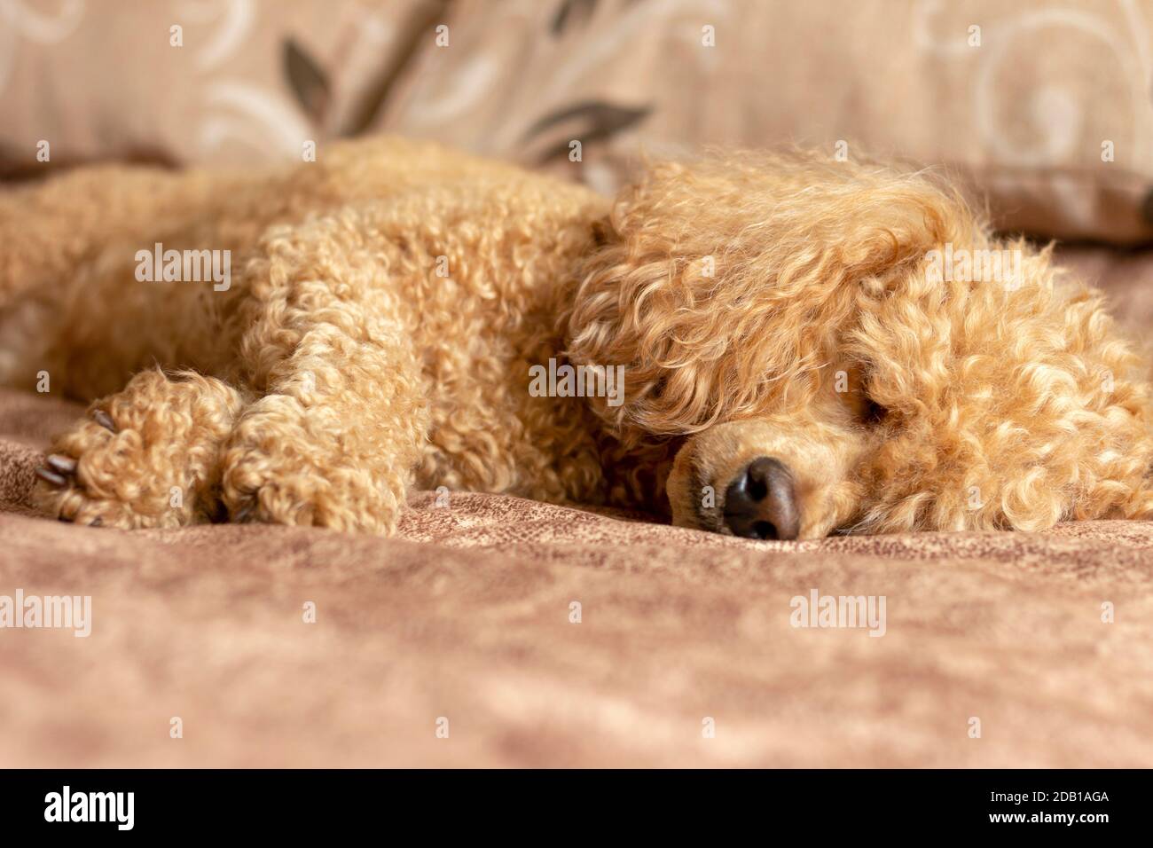 Poodle sleeping hi-res stock photography and images - Alamy