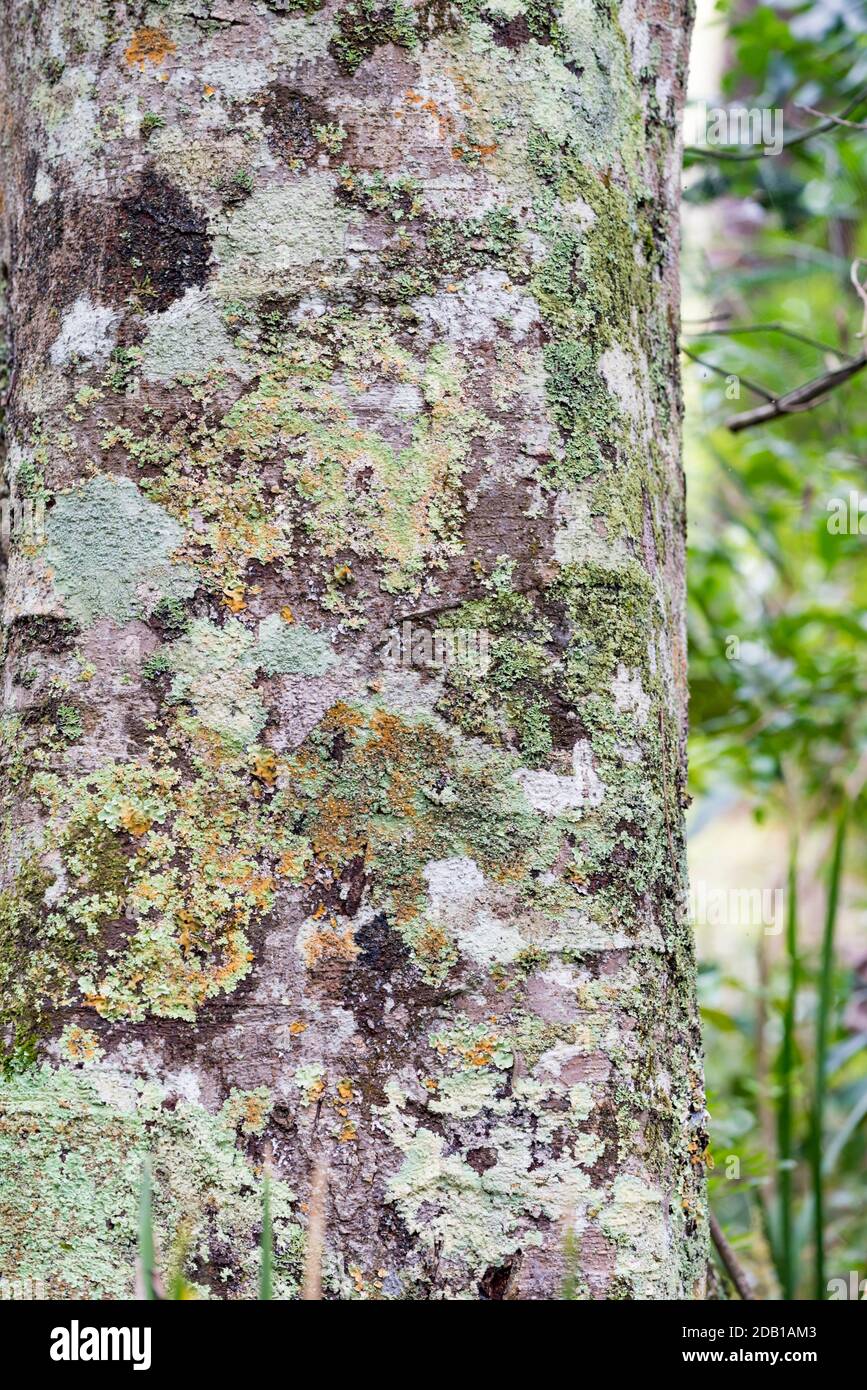 Colouful lichens growing on a Black Bean Tree (Castanospermum australe) in a littoral rainforest area on the mid north coast of New South Wales, Aust. Stock Photo