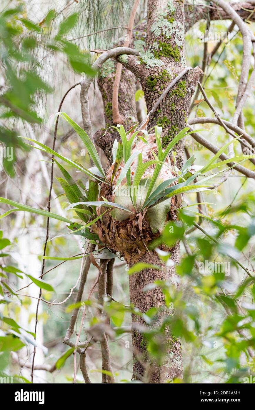 Elkhorn plants (Platycerium bifurcatum) and Common Silkpod vines (Parsonsia straminea) in the littoral rainforest on the Black Head Peninsula, Aust. Stock Photo