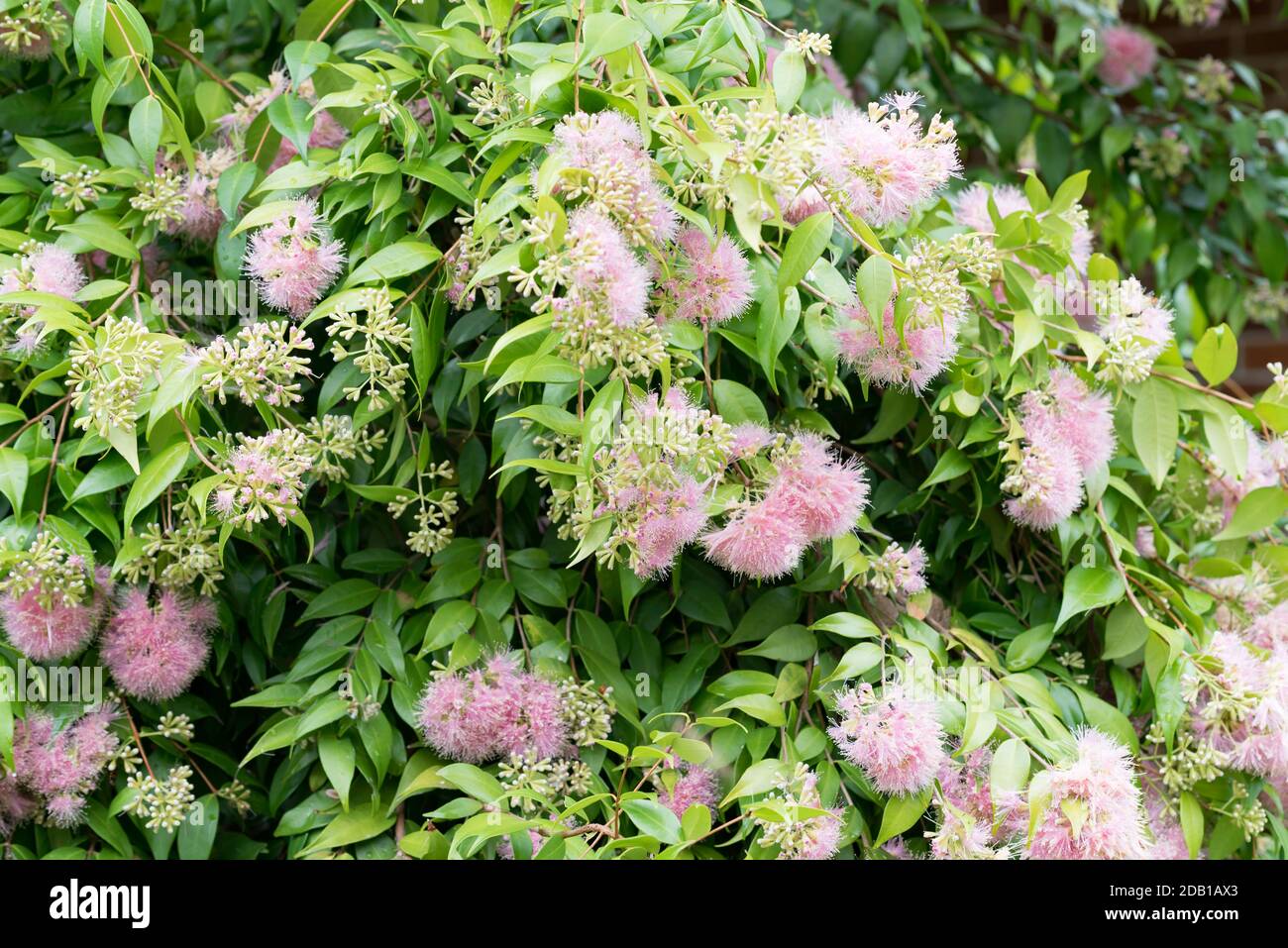 Syzygium Cascade variety of Australian Lilly Pilly shrub in full flower in Spring Stock Photo