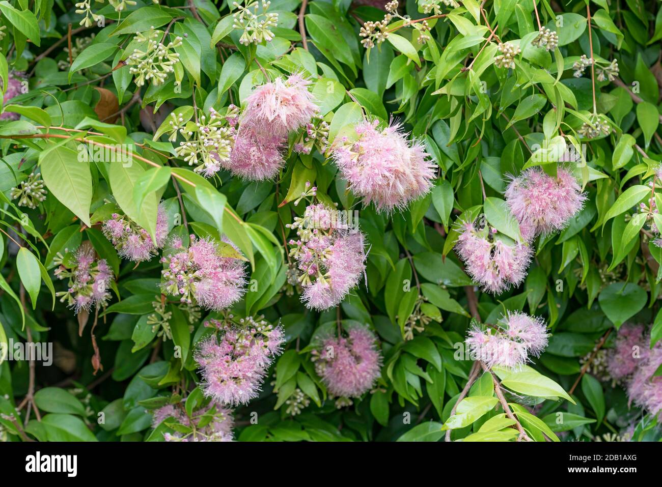 Syzygium Cascade variety of Australian Lilly Pilly shrub in full flower in Spring Stock Photo