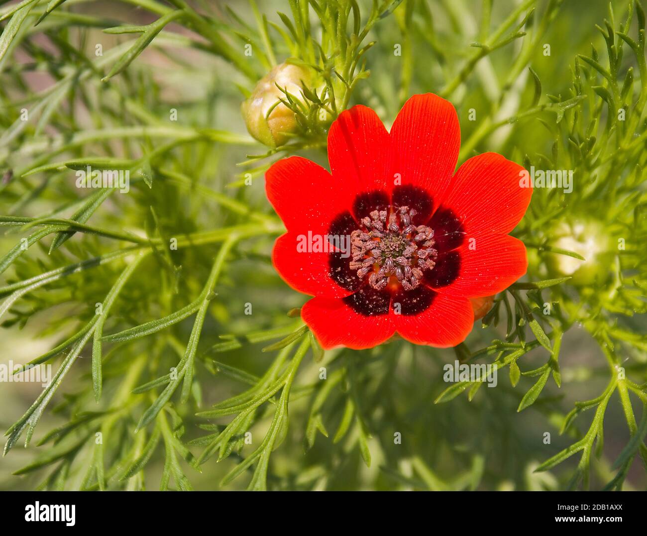 Summer Adonis, Summer Pheasant's Eye (Adonis aestivalis), flowering. Germany Stock Photo