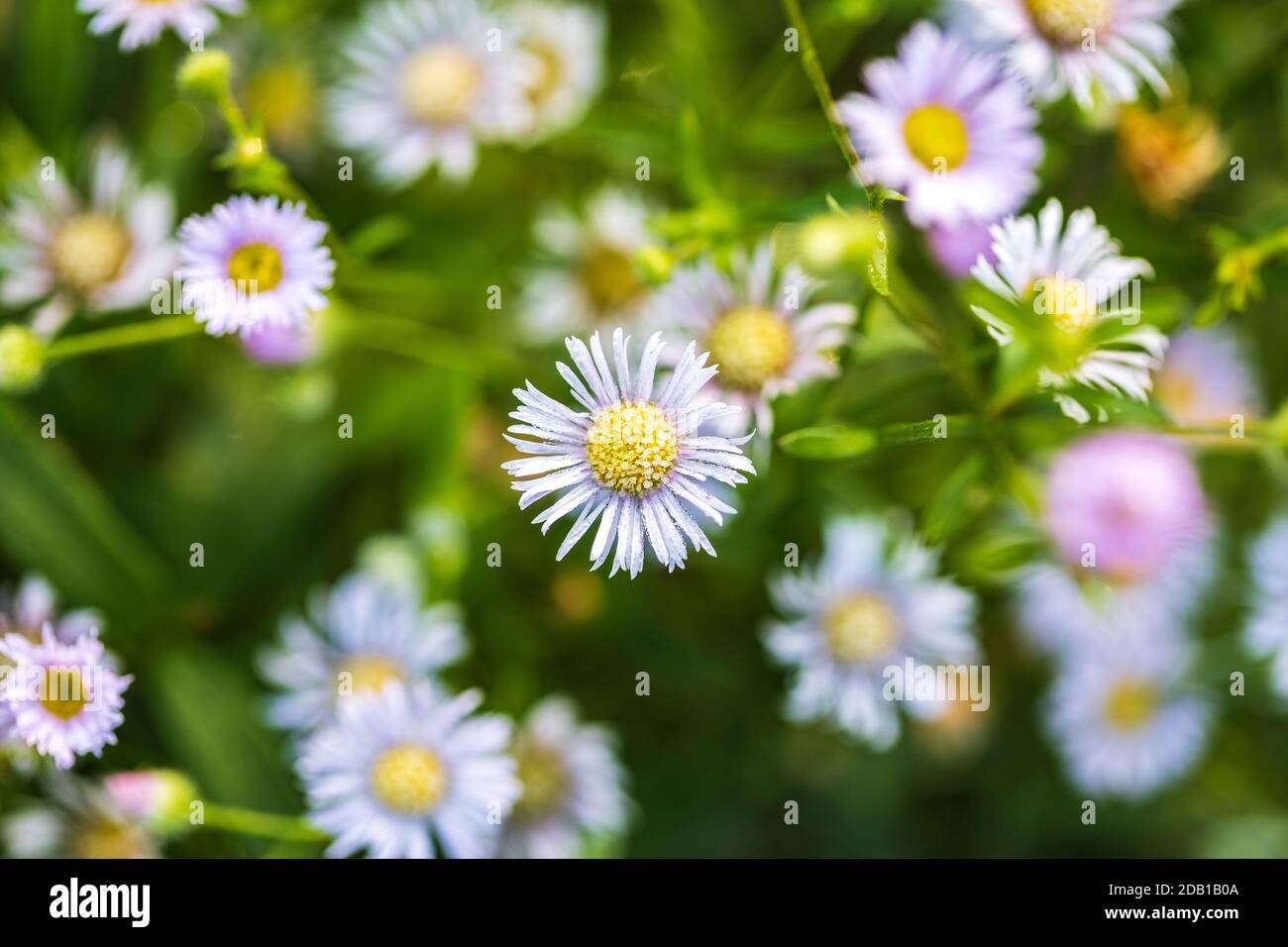 Eastern daisy fleabane flower, Erigeron annuus with morning dew and frost in November. Stock Photo