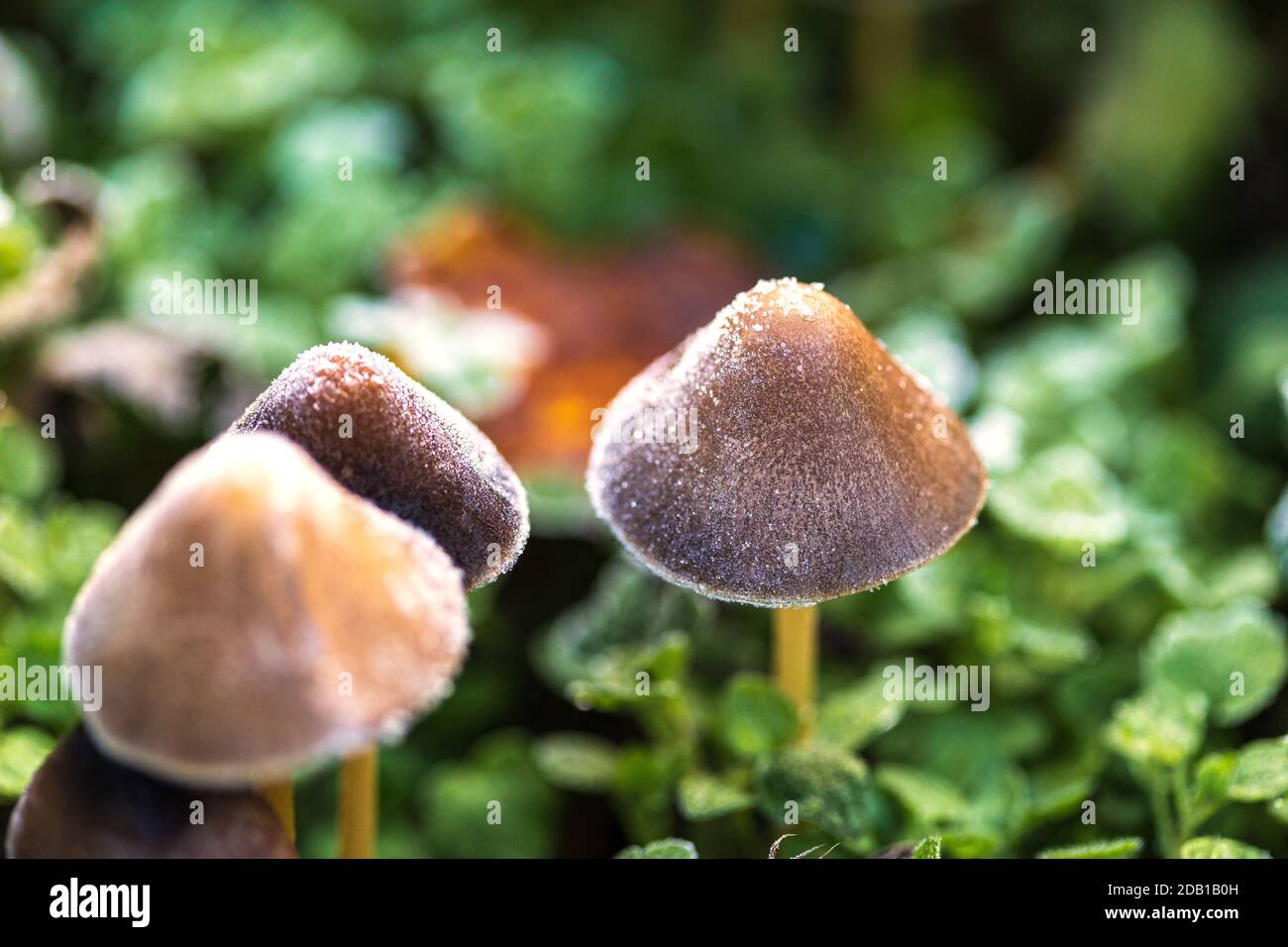 Beautiful closeup of forest mushrooms in a frozen morning day Stock Photo