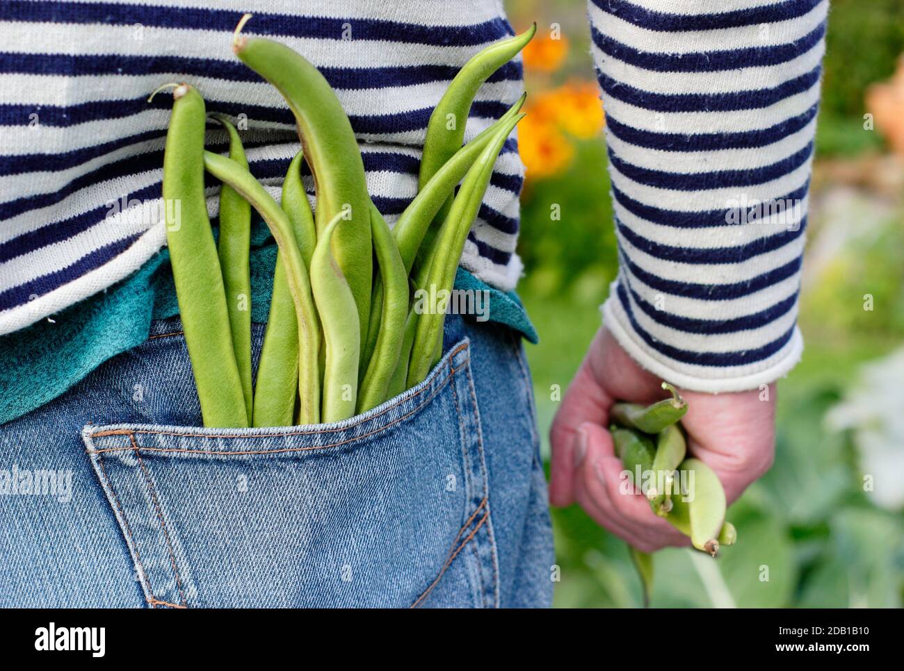 Vegetable gardening. Gardener with freshly harvested homegrown runner beans in his suburban back garden vegetable plot. UK Stock Photo